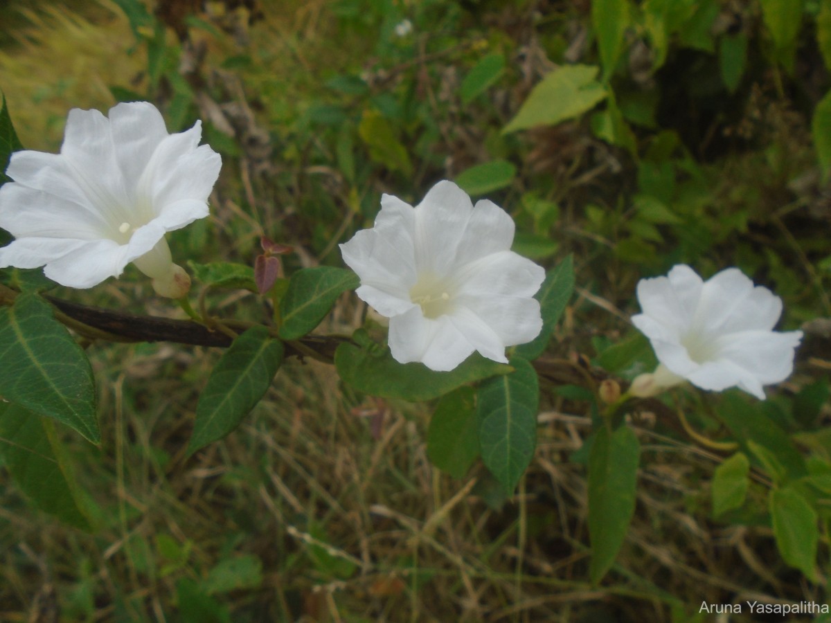 Camonea umbellata (L.) A.R.Simões & Staples